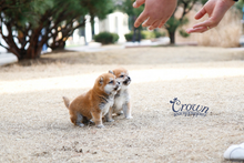 [Adopted Puppies] Shibainu(F) - Yuka