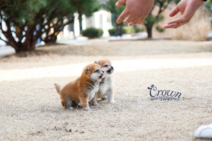 [Adopted Puppies] Shibainu(F) - Yuka