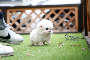 [Adopted Puppies] Maltese(F) - Tinky