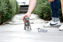 [Adopted Puppies] Italian Greyhound(M) - Dali