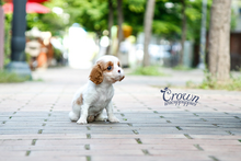 [Adopted Puppies] King Charles Spaniel (F) - Annie