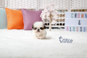 [Adopted Puppies] Mini Shih Tzu(M) - Tori