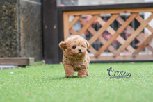 [Adopted Puppies] Toy Poodle(M) - Johnny