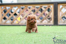 [Adopted Puppies] Toy Poodle(M) - Coby