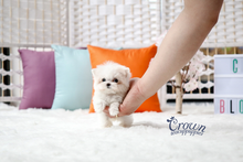 [Adopted Puppies] Maltese(F) - Lonnie