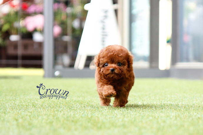 [Adopted Puppies] Toy Poodle (M) - Takio