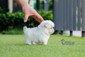 [Adopted Puppies] Maltese (M) - Banny