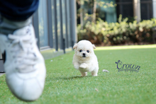 [Adopted Puppies] Toy Poodle(F) - Lovey