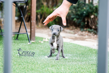 [Adopted Puppies] Italian Greyhound(M) - Rich