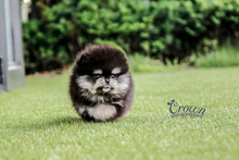[Adopted Puppies] Pomeranian (M) - Kain