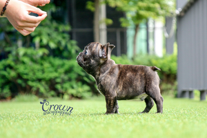[Adopted Puppies] French Bulldog(M) - Thor