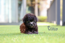 [Adopted Puppies] Toy Poodle(F) - Bobo
