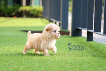 [Adopted Puppies] Toy Poodle(M) - Kmong