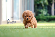 [Adopted Puppies] Toy Poodle (F) - Rona