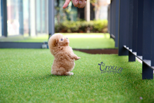 [Adopted Puppies] Toy Poodle(M) - Pori