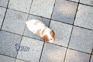 [Adopted Puppies] King Charles Spaniel (M) - Benny