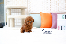 [Adopted Puppies] Toy Poodle(F) - Lenny