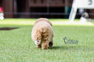 [Adopted Puppies] Toy Poodle(F) - Honey
