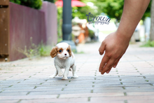 [Adopted Puppies] King Charles Spaniel (F) - Annie
