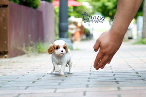 [Adopted Puppies] King Charles Spaniel (F) - Annie