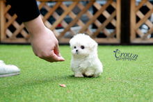 [Adopted Puppies] Maltese(F) - Tinky
