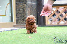 [Adopted Puppies] Toy Poodle(M) - Coby