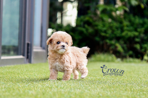 [Adopted Puppies] Toy Poodle(F) - Honey