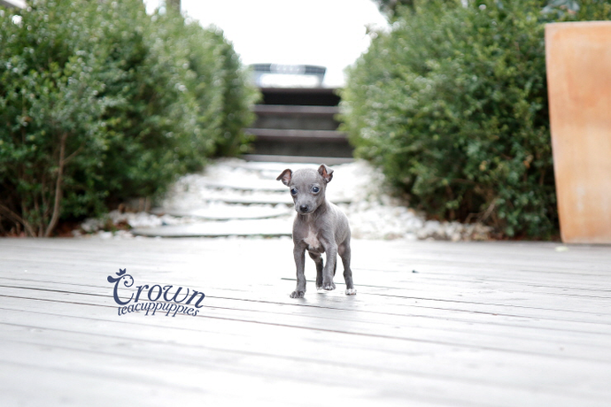 [Adopted Puppies] Italian Greyhound(M) - Dali