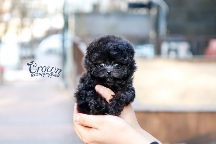 [Adopted Puppies] Toy Poodle(M) - Loopy