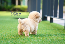 [Adopted Puppies] Toy Poodle(M) - Kmong