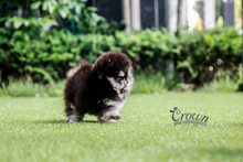 [Adopted Puppies] Pomeranian (M) - Kain