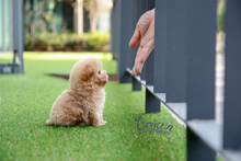 [Adopted Puppies] Toy Poodle(M) - Pori