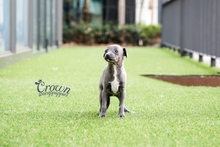 [Adopted Puppies] Italian Greyhound(M) - Rich