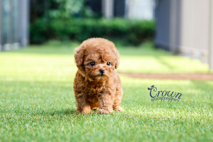 [Adopted Puppies] Toy Poodle (F) - Rona
