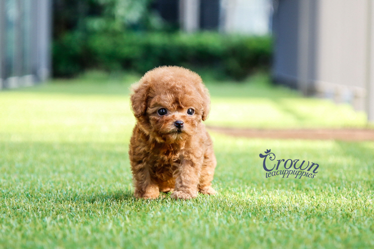 [Adopted Puppies] Toy Poodle (F) - Rona