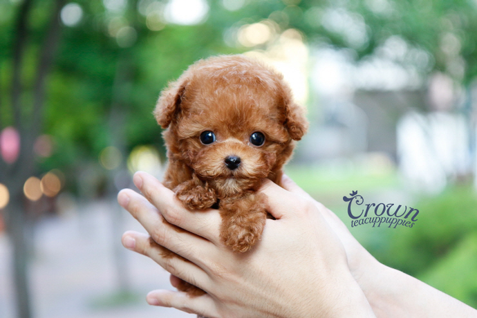 [Adopted Puppies] Toy Poodle (M) - Mocha