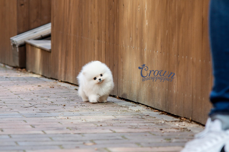 [Adopted Puppies] Pomeranian(M) - Cream