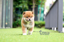 [Adopted Puppies] Shibainu(M) - Naruto