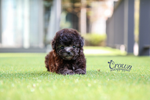 [Adopted Puppies] Toy Poodle(F) - Bobo
