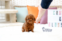 [Adopted Puppies] Toy Poodle(F) - Lenny