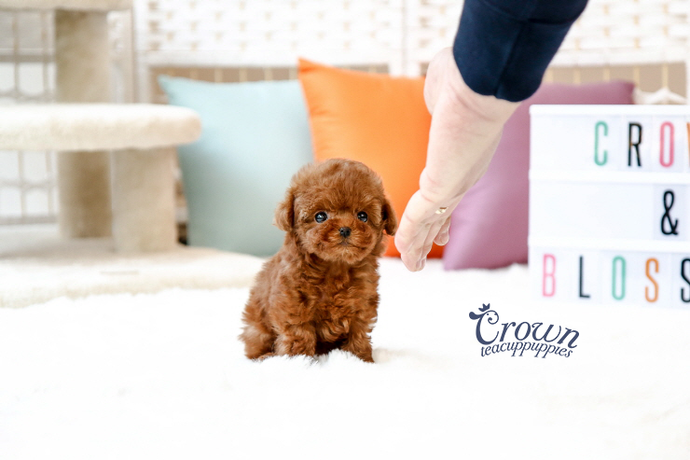 [Adopted Puppies] Toy Poodle(F) - Lenny