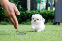 [Adopted Puppies] Maltese (M) - Banny