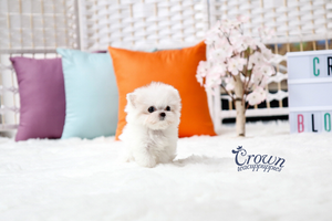 [Adopted Puppies] Maltese(F) - Lonnie