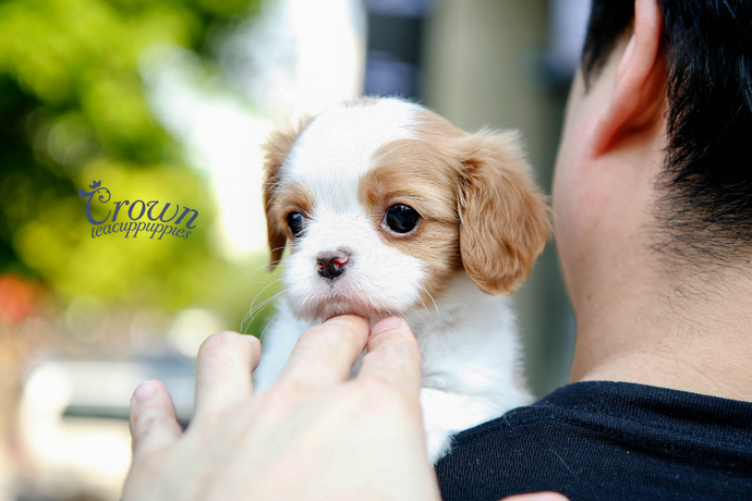 [Adopted Puppies] King Charles Spaniel (M) - Benny