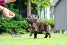 [Adopted Puppies] French Bulldog(M) - Thor