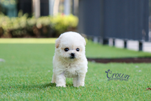 [Adopted Puppies] Toy Poodle(F) - Lovey