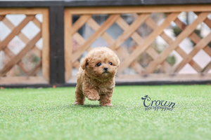 [Adopted Puppies] Toy Poodle(M) - Johnny