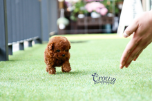 [Adopted Puppies] Toy Poodle (M) - Takio
