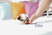 [Adopted Puppies] Mini Shih Tzu(M) - Tori