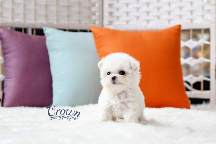 [Adopted Puppies] BichonFrise(M) - Ringo